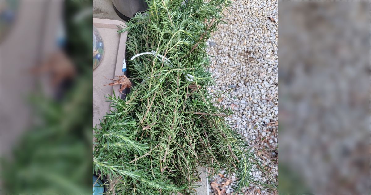 「ローズマリーって草だと思ってたので適当に庭に植えたら木だったらしくてすごいことになってきた」→すごいことになったローズマリーの姿やその対処法が集まる