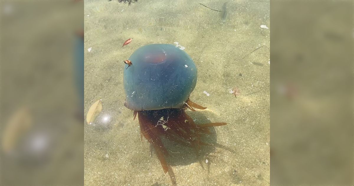 海水浴場にクソでけえクラゲいるけどこれ大丈夫」色合いがホイミ