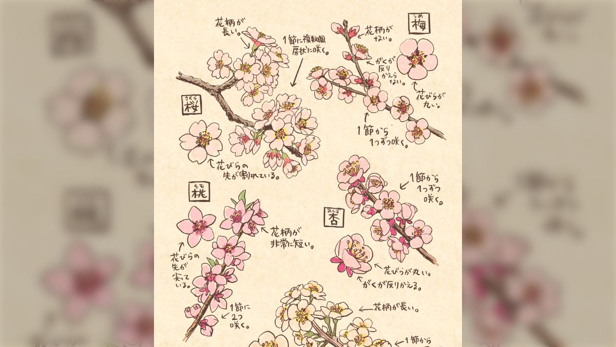 これをアップする季節がやってきた！桜・梅・桃・杏・李（すもも