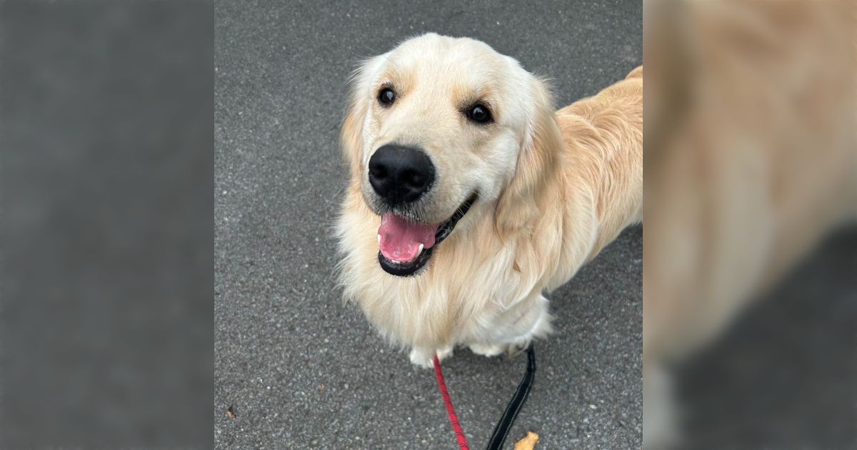 犬飼ったことないからわからんけど、犬の散歩ルートってどうやって決めるの？→回答がどれもかわいい「しっかり相談してます！」