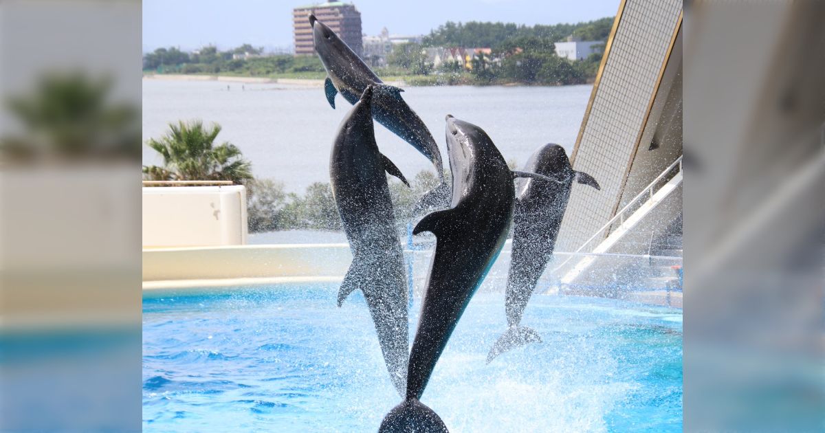 水族館をもっと楽しむための知恵や裏技を共有