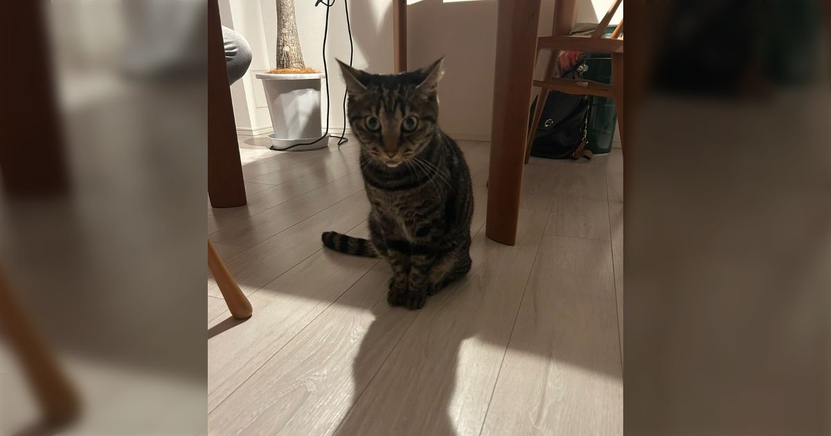 「猫の意思を尊重して部屋を自由に行き来できるようにしていたら、熱中症になってしまった」エアコン嫌いな猫のあるあるで再考のきっかけになる