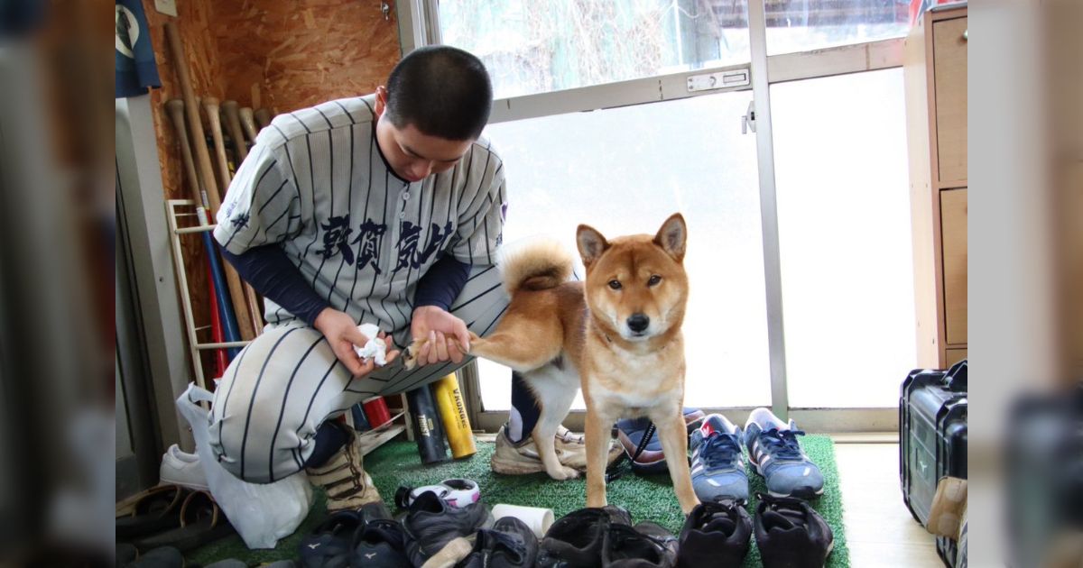 何かと話題の甲子園だが、敦賀気比の野球部で飼われている柴犬の小哲がかわいいということがもっと広まって欲しい