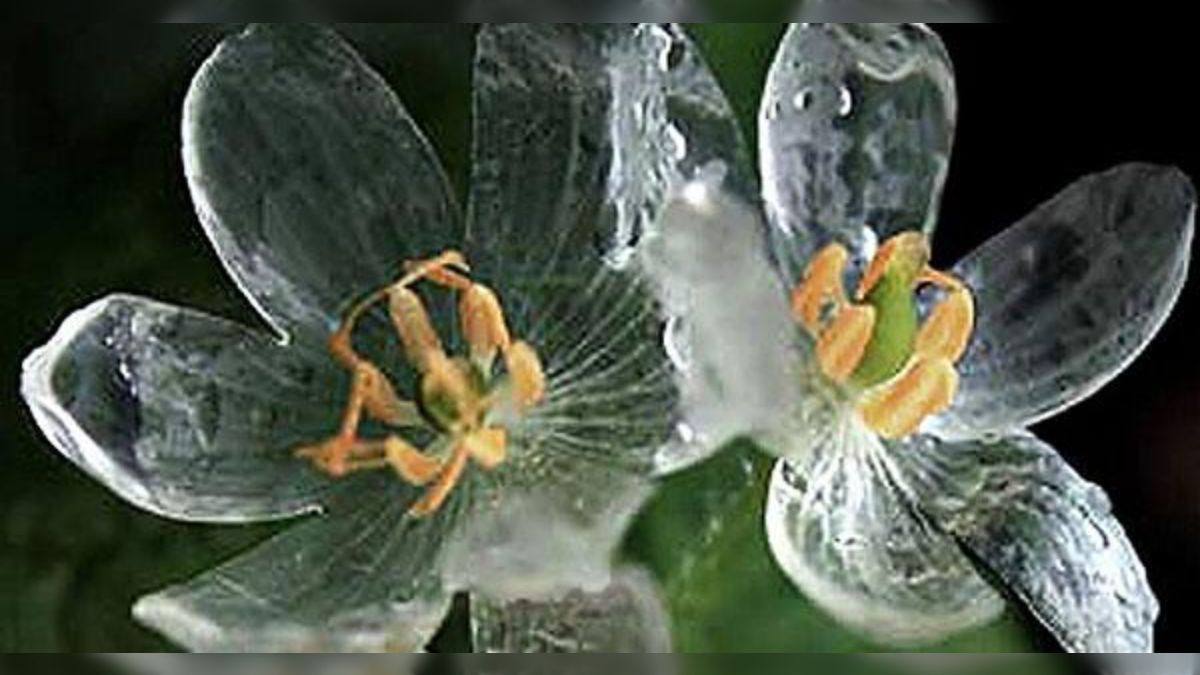 雨に濡れると花弁がガラスのようになる花、サンカヨウ