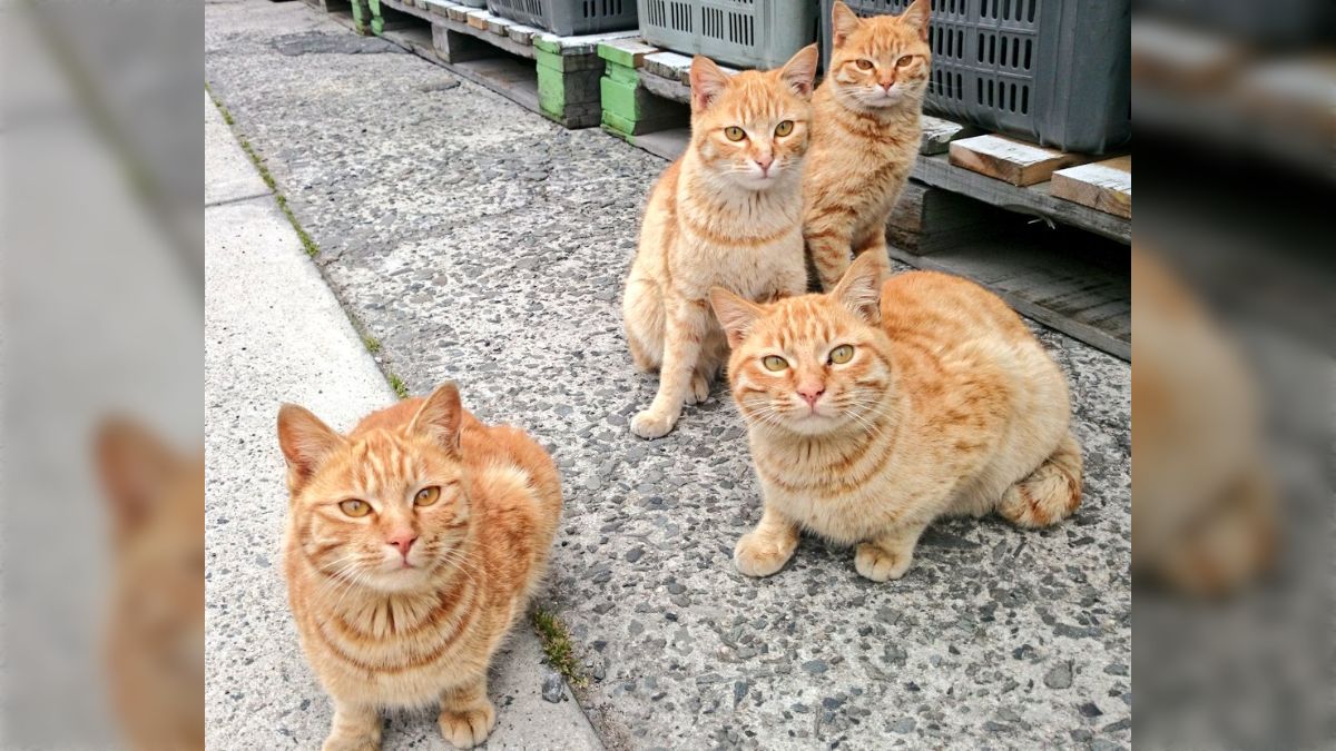 授乳プレイ 停めた自転車の前でネコがまさかの授乳→しかも子猫とは思えぬデカさで話題に「もはや授乳プレイでは(笑)」 - Togetter [トゥギャッター]
