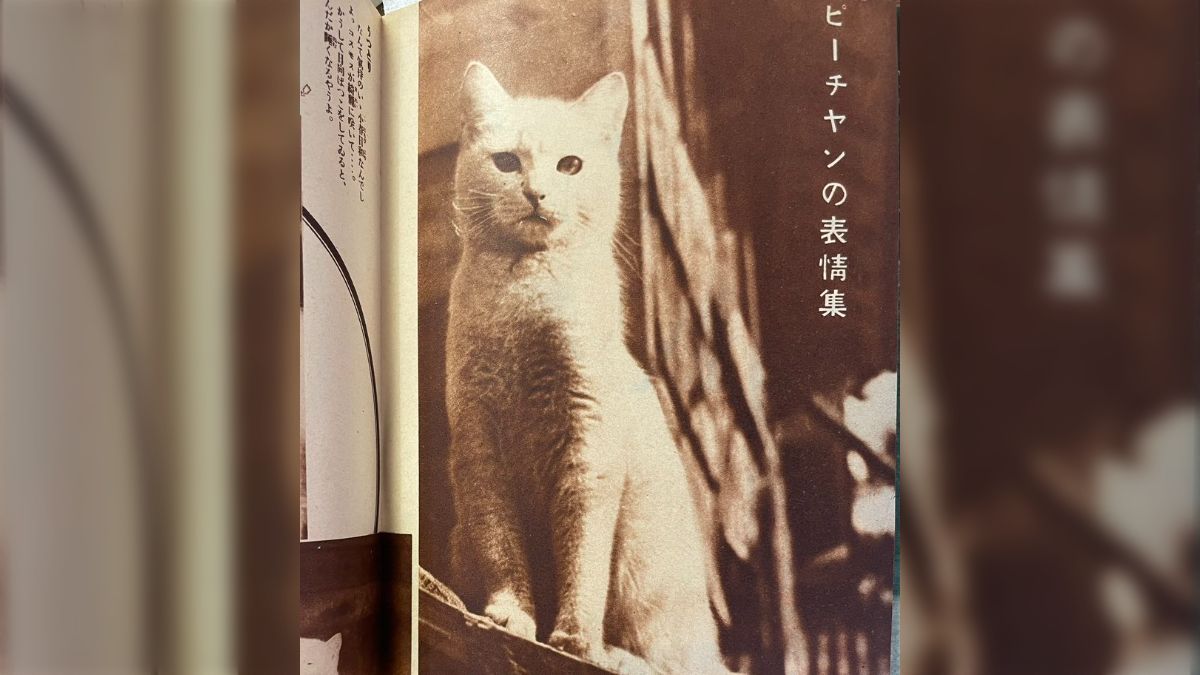 昭和初期の大衆雑誌には当たり前に猫グラビアがあり、勝手なアテレコも