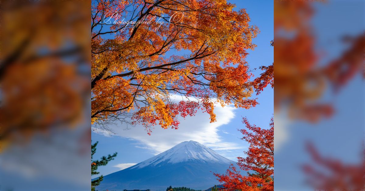 富士山を望む湖畔のモミジが伐採され「景観について真剣に考えて欲しい