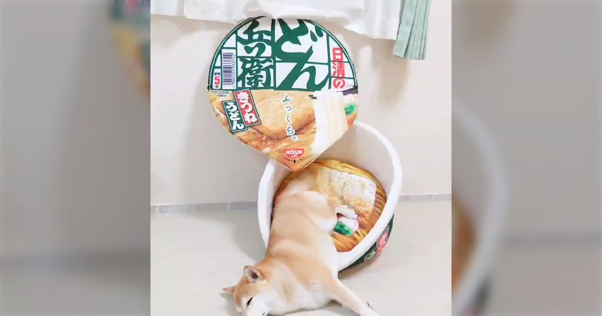 カップ麺型のペットハウスからこぼれ落ちる柴犬が尊い「お揚げが〜！」「早く吸わなくては！！」 - Togetter [トゥギャッター]