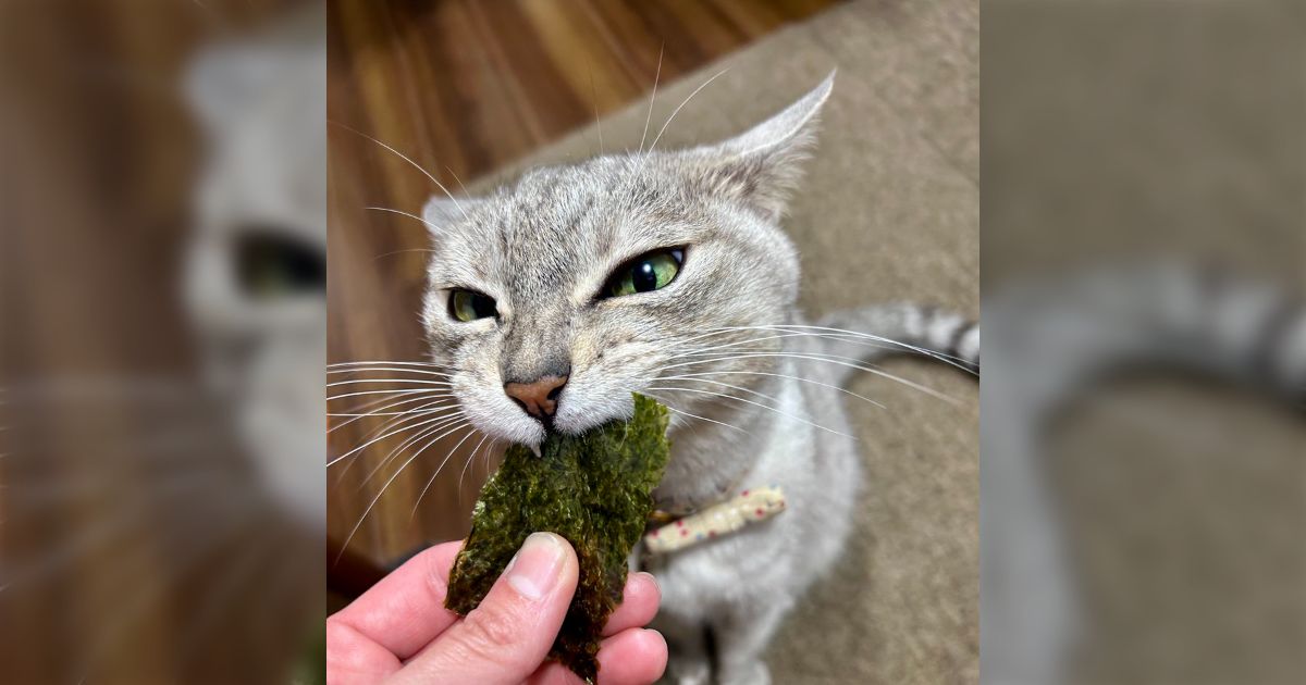 「うちの猫はなぜか海苔が異様に好き」猫の食生活には縁がなさそうなのに、海苔が大好きな猫がいる不思議「あげ方や保管場所には注意」