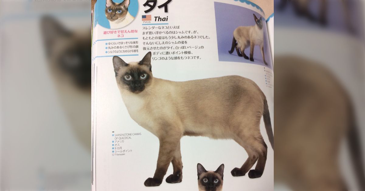 わははの猫 タイ猫