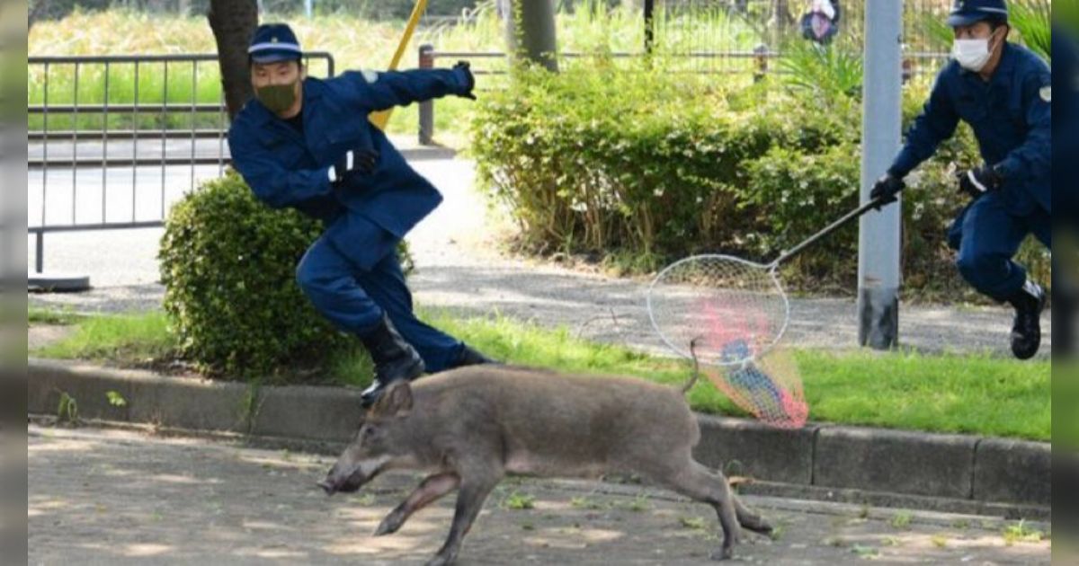 福岡・大濠公園にイノシシが出たニュース、写真が良すぎて中身が 福岡・大濠公園にイノシシが出たニュース、写真が良すぎて中身が