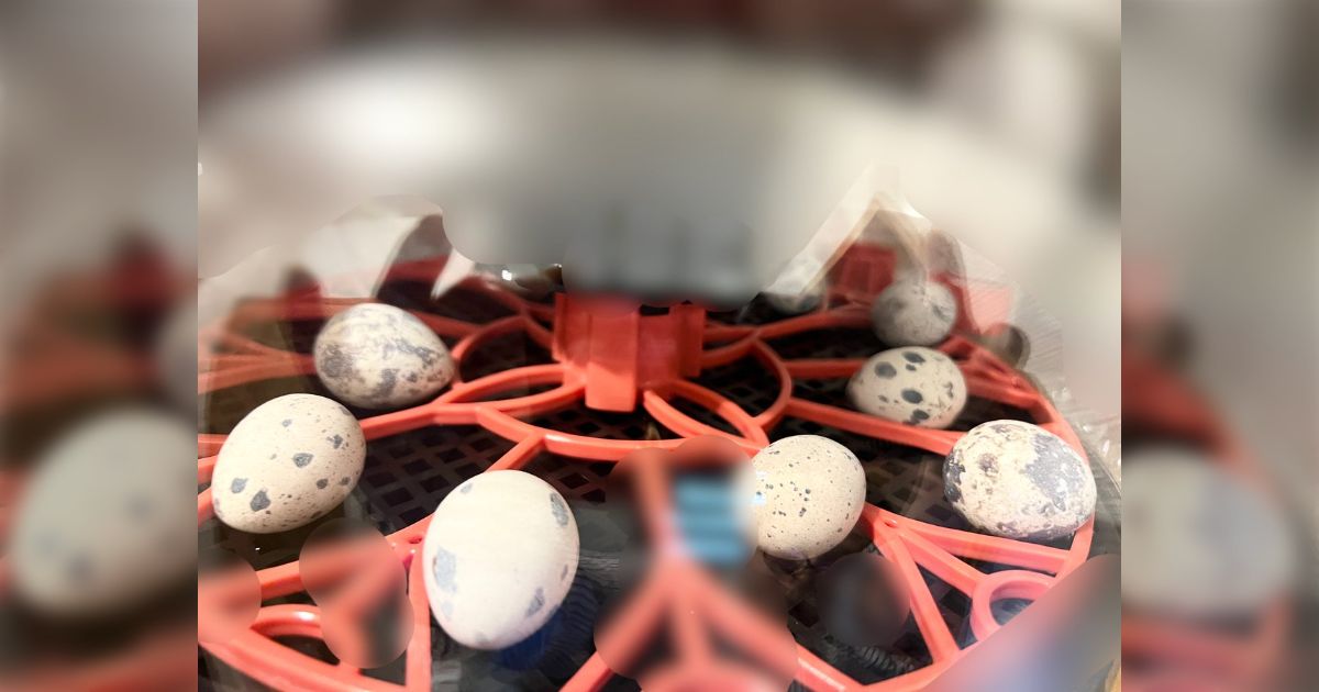 孵卵器！卵を孵化させませんか？