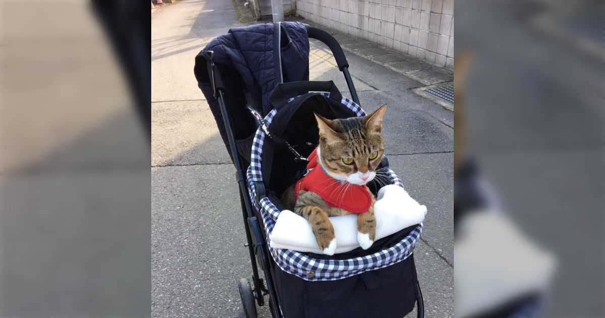 猫さん用のカートに自分からちょこんと乗るお散歩好きな猫さんがかわいい「逃げないのすごい」「羨ましい」 - Togetter [トゥギャッター]