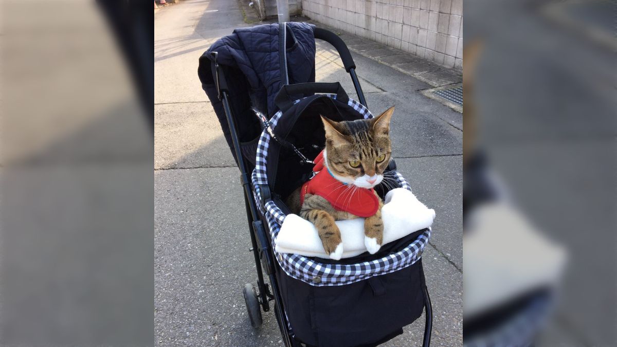 猫さん用のカートに自分からちょこんと乗るお散歩好きな猫さんがかわいい「逃げないのすごい」「羨ましい」 - Togetter [トゥギャッター]