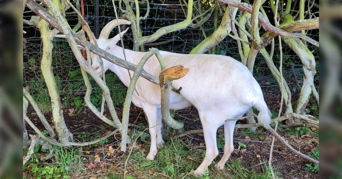 Goats Stolen by Cats: A Hilarious Photo Series