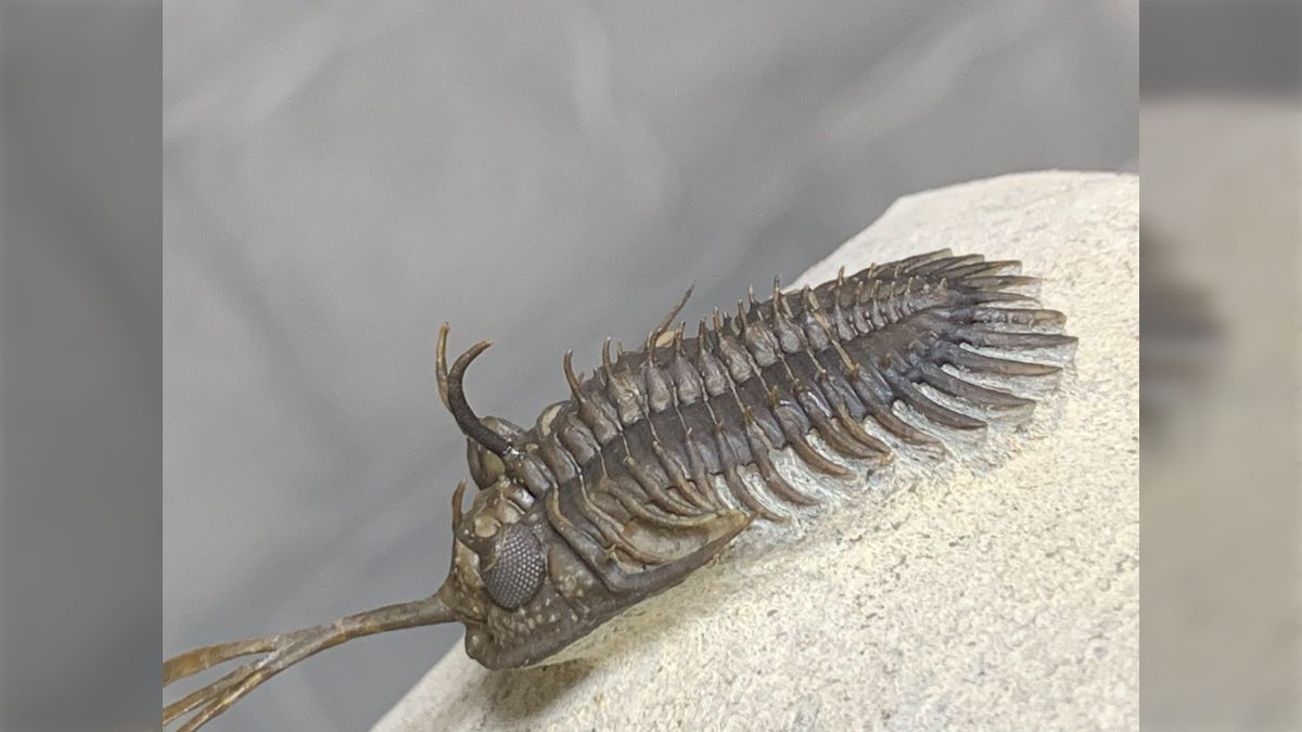 希少】三葉虫の化石 大型（約8.5cm）