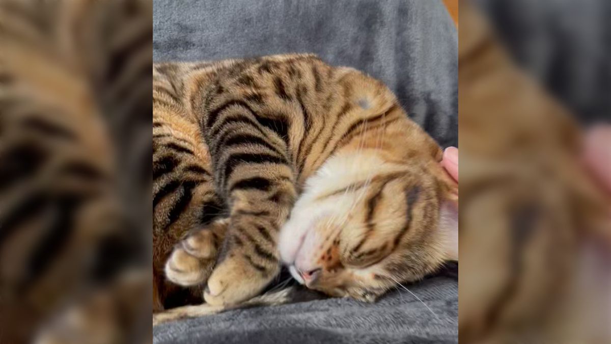 猫さんが加湿器のタンクに興味を持っちゃった！！人間のような動きで 