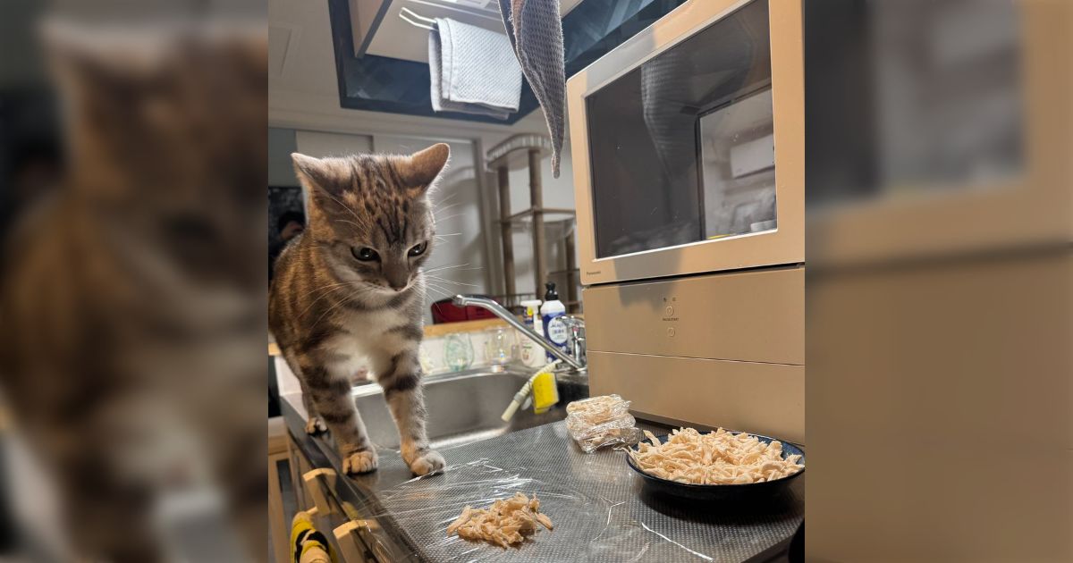 「茹でたてのささみをガン見しつつ、寸前で我慢している賢い猫」準備中から見守ってて大変かわいい