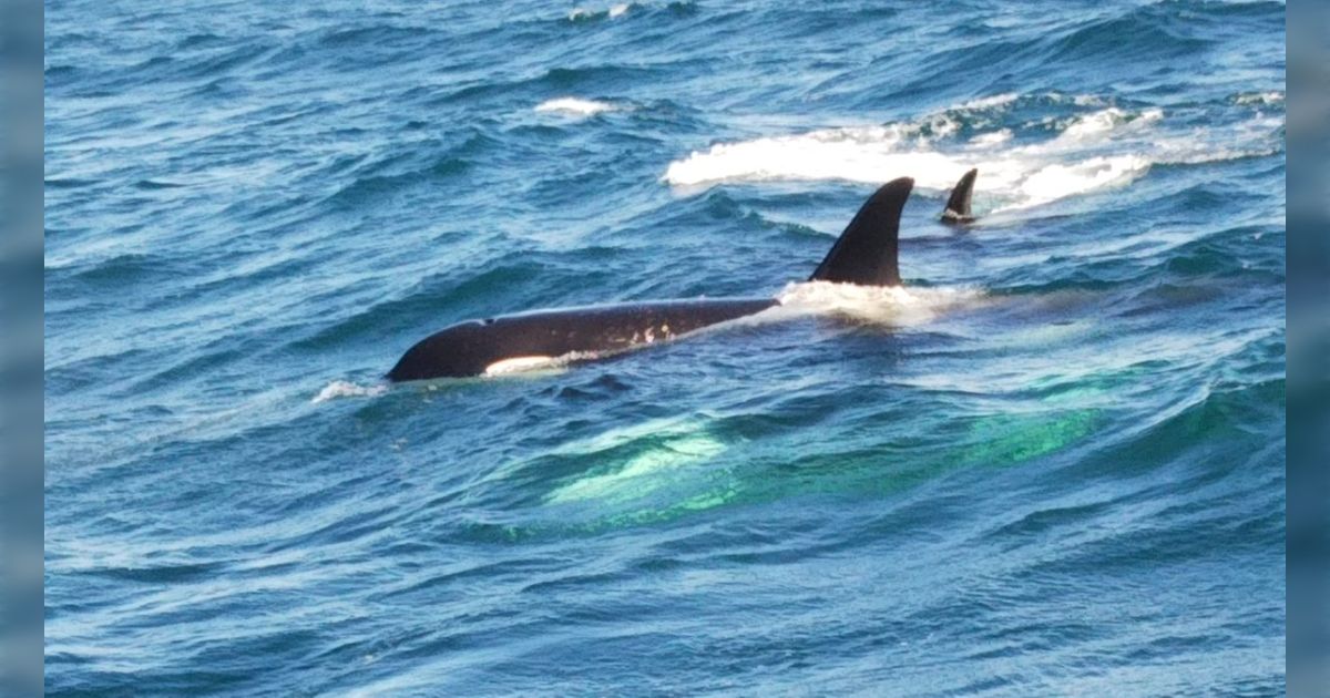 「北海道の女は気性が荒い」道産子は女でも成人式までに素手でヒグマを一頭倒せないと立派な大人として認められない