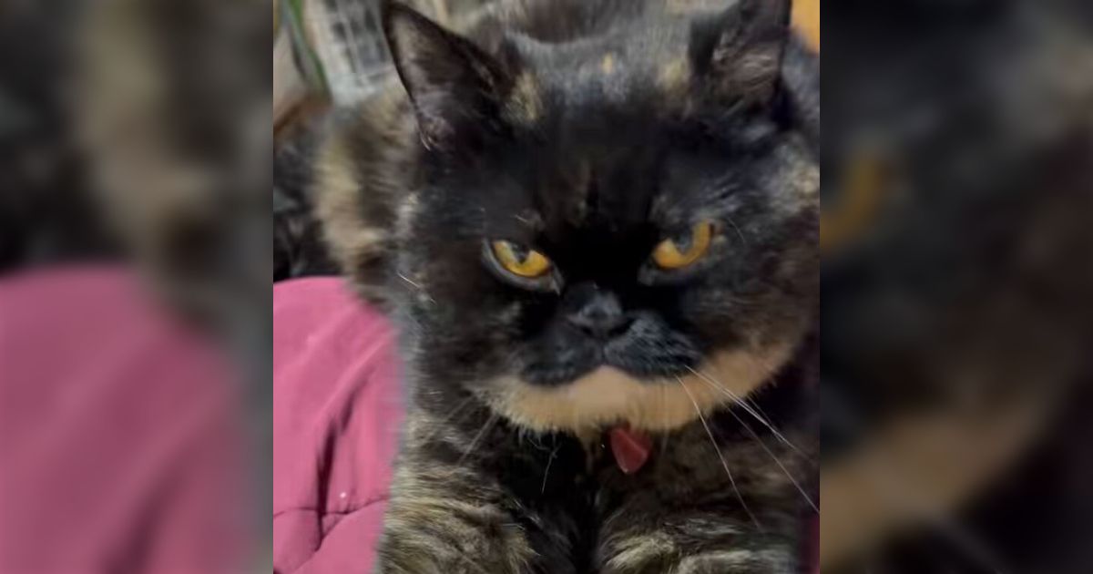 猫がふみふみする動画を投稿したら「西田敏行に似てる」と指摘され、そんなまさか！と思ったけどだいぶ似てる「この瞬間は完全にそう」