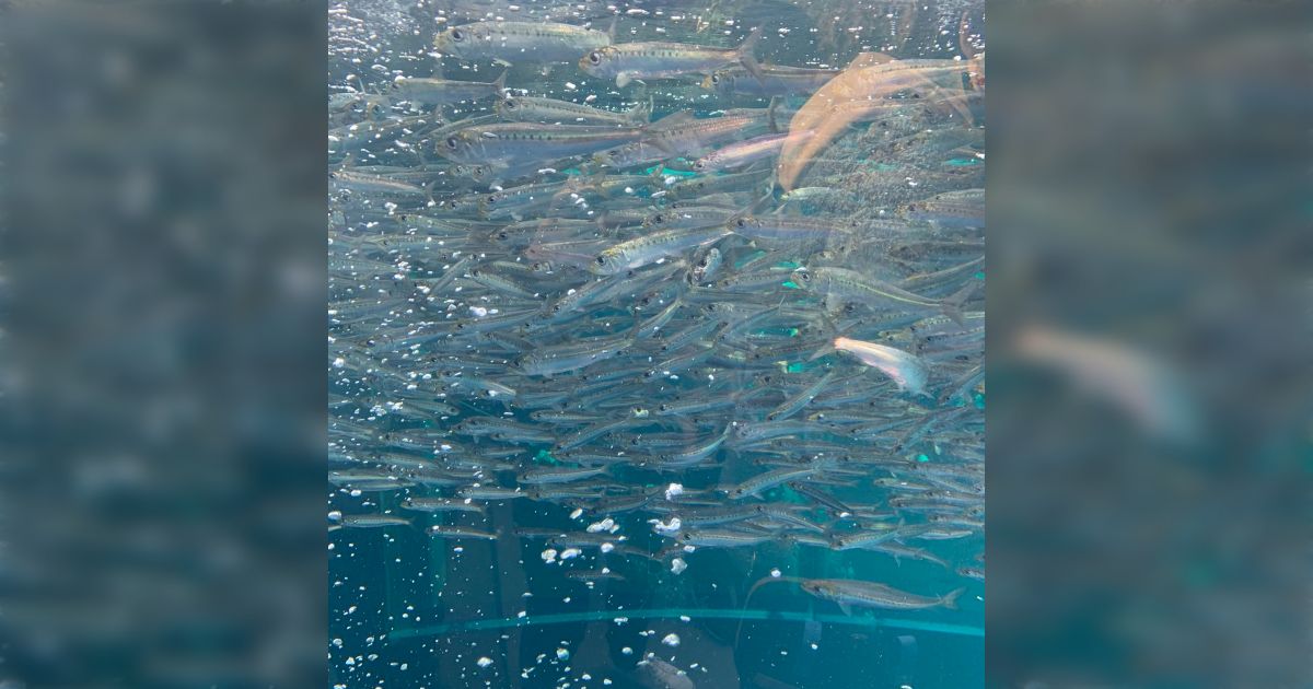 no.183 ラピスの海とスイミーみたいな魚 昔スイミーを読んで「魚群って大きな魚に見える形になるのか？」という