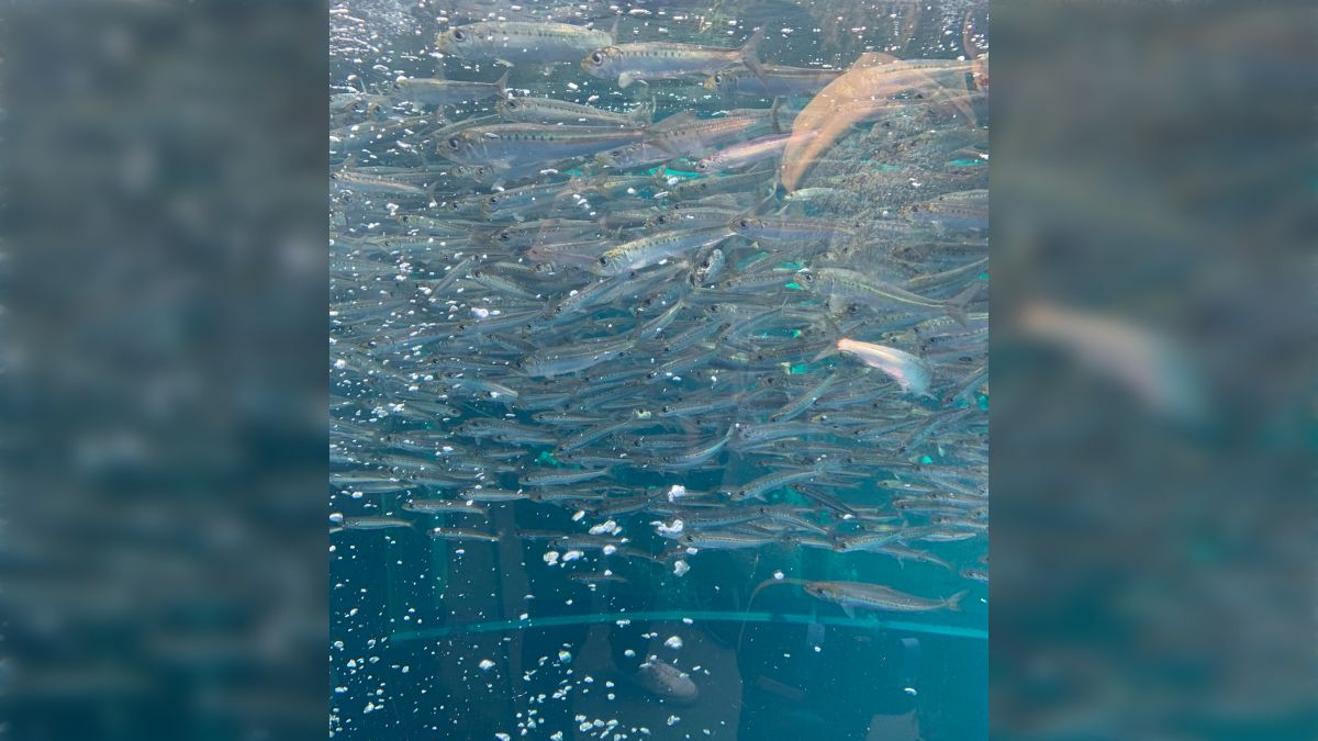 昔スイミーを読んで「魚群って大きな魚に見える形になるのか？」という
