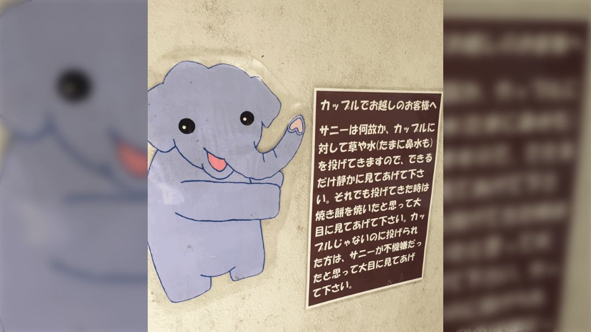 かめ と互換性がある 日産 A15 サニー 1977 1978 1979-1982 A15