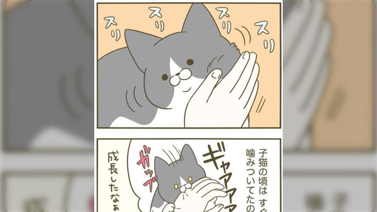 jc玉舐め 噛みたい…！けどダメだ！』ふとした拍子に見せる猫さんの葛藤がかわいい「うちも噛もうとして舐める」 - Togetter [トゥギャッター]
