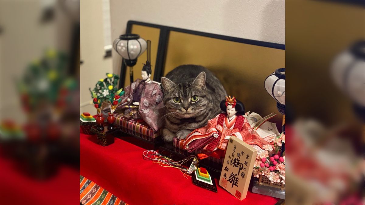 48 染付のら猫様