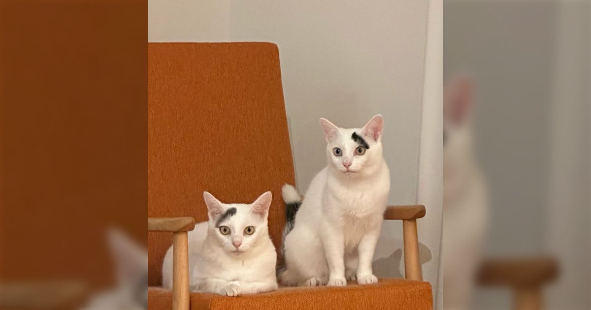 「猫の模様を決める神様はきみたち姉妹の模様を一体どうやって決めたんだろうね」ペッペッと描いたような仲良しさんたちがかわいい