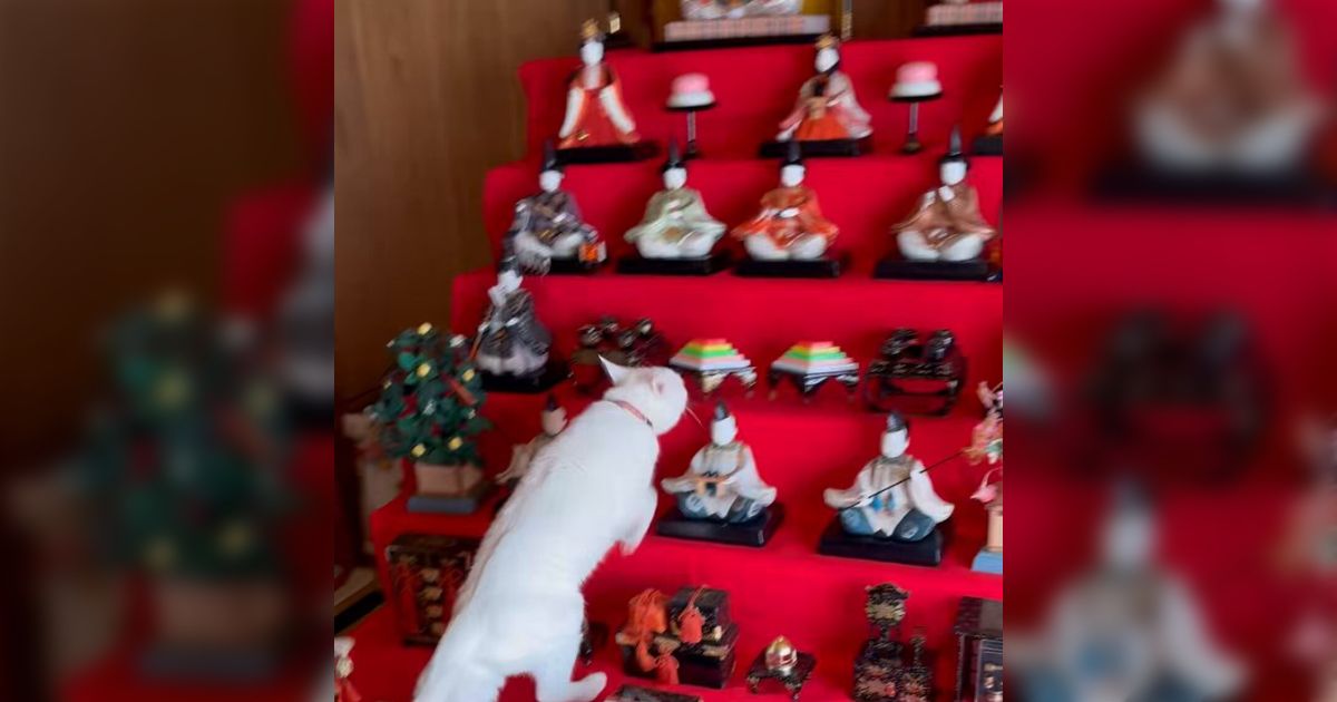 当然のように居座ってる お雛様を見かけた猫、迷いなく人形たちの間を通って一番上へ、そのままセンターを確保する姿に笑いが