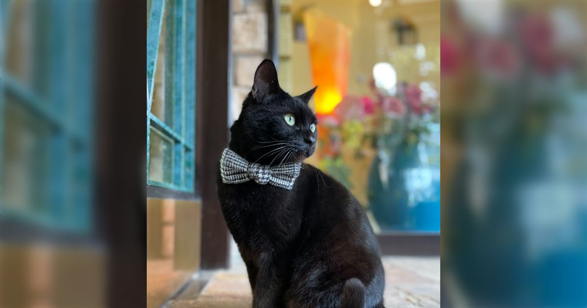 尾道市美術館に入りたい猫「ケンちゃん」の訃報に「ありがとう」の声…みなさんとケンちゃんの思い出や写真が集まる