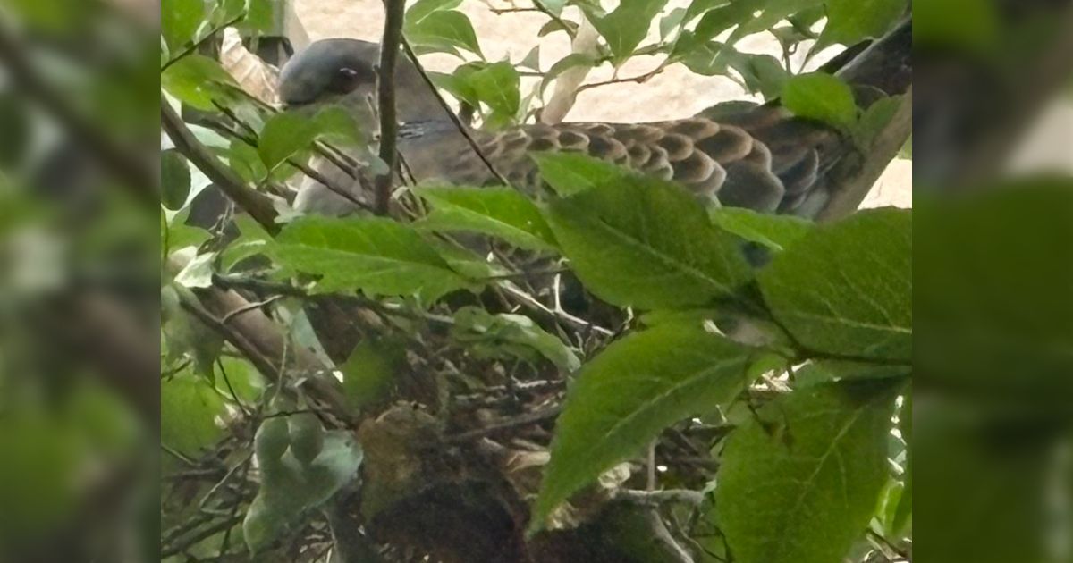 庭で犬のブラッシングをしていたらキジバトが近づいてきて虫を置き、代わりに抜けた犬の毛を持っていった…鳩の通貨は「虫」？