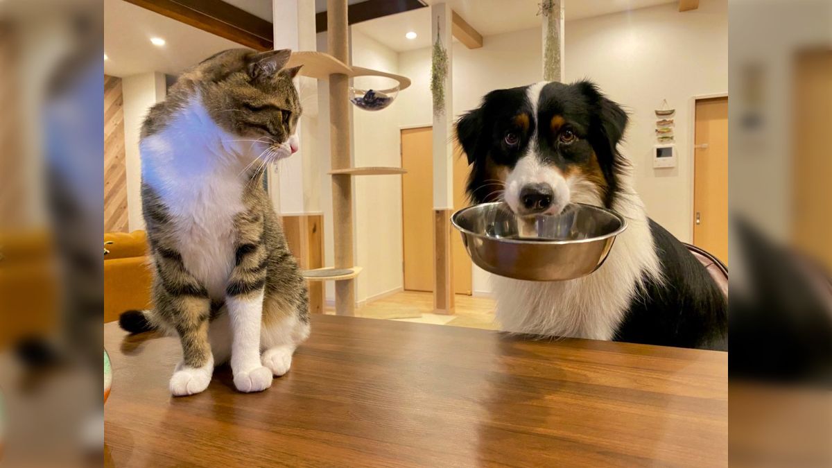 よくわからない犬のアミーボです