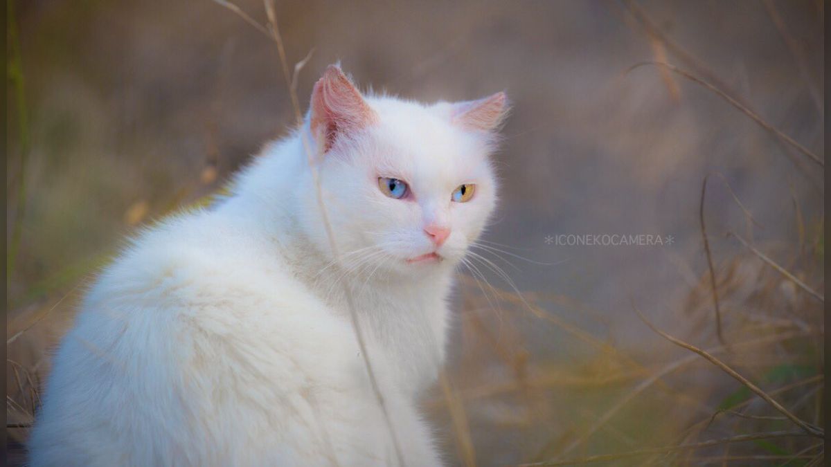 片目だけで黄色と青の配色を持つ瞳 ！オッドアイより稀少な
