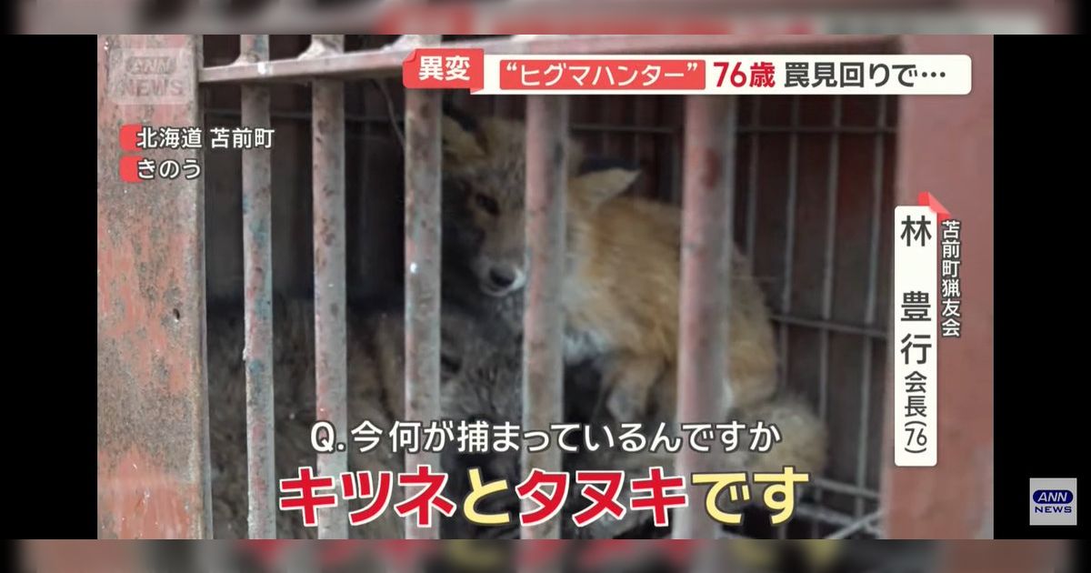 他の動物用の箱罠にうっかりかかったタヌキとキツネを発見→噂に違わぬ性格が動画で見られた「たぬきはもうおしまいです」