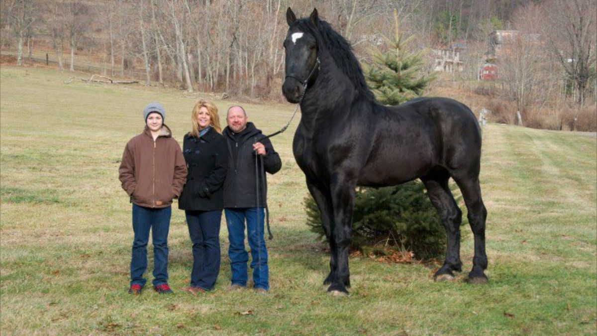 北斗の拳』でラオウが乗ってた黒王号サイズの馬は実在する
