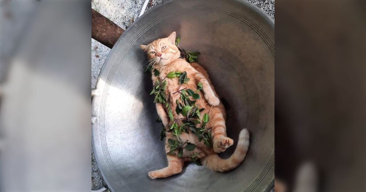 外国のグルメサイトを見ていたら、完全に希望を失っている猫の写真が出 