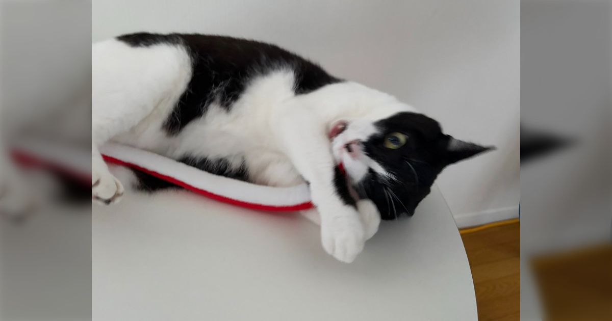 セリアにあるこれが猫に人気だよ！と教えてもらい、買って帰ったらこうなった「荒ぶる猫かわいい」