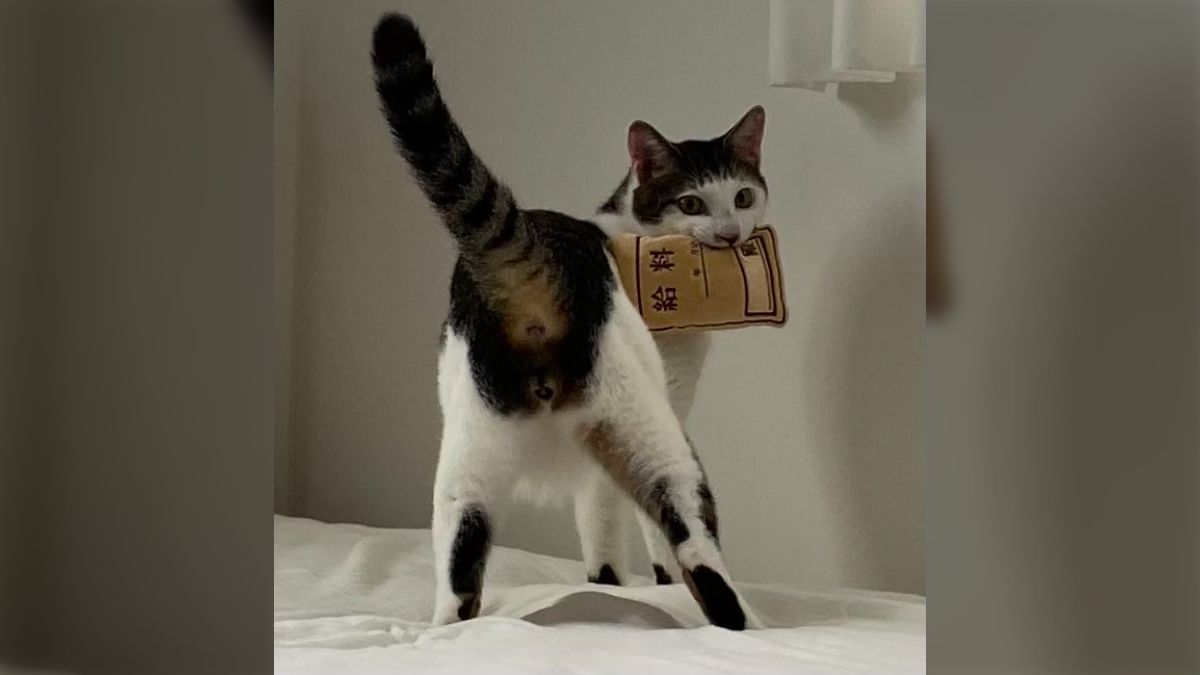 前髪ぱっつんのシロねこちゃん        