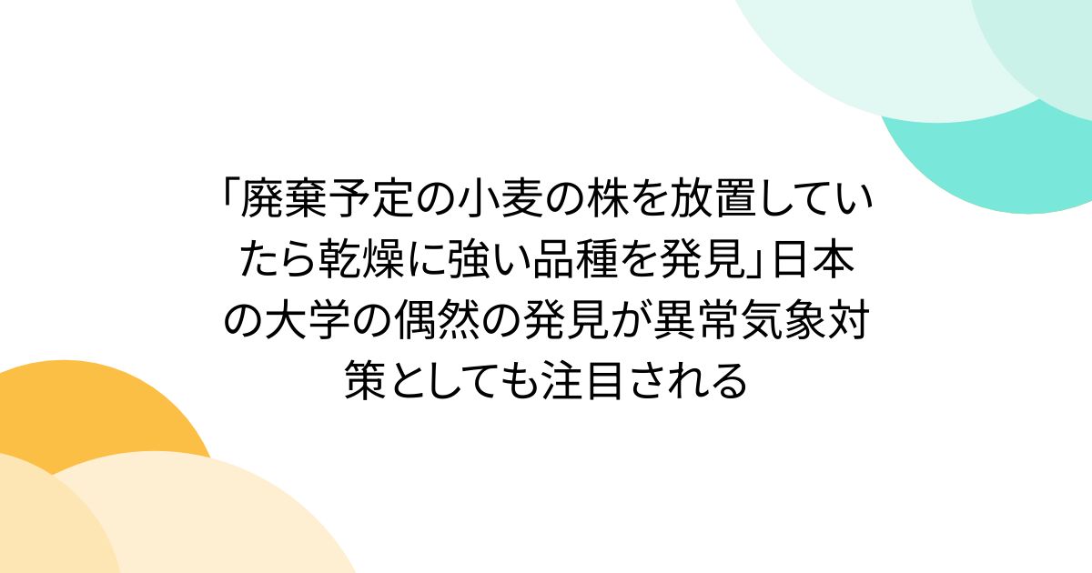 「廃棄予定の小麦の株を放置していたら乾燥に強い品種を発見」日本の大学の偶然の発見が異常気象対策としても注目される