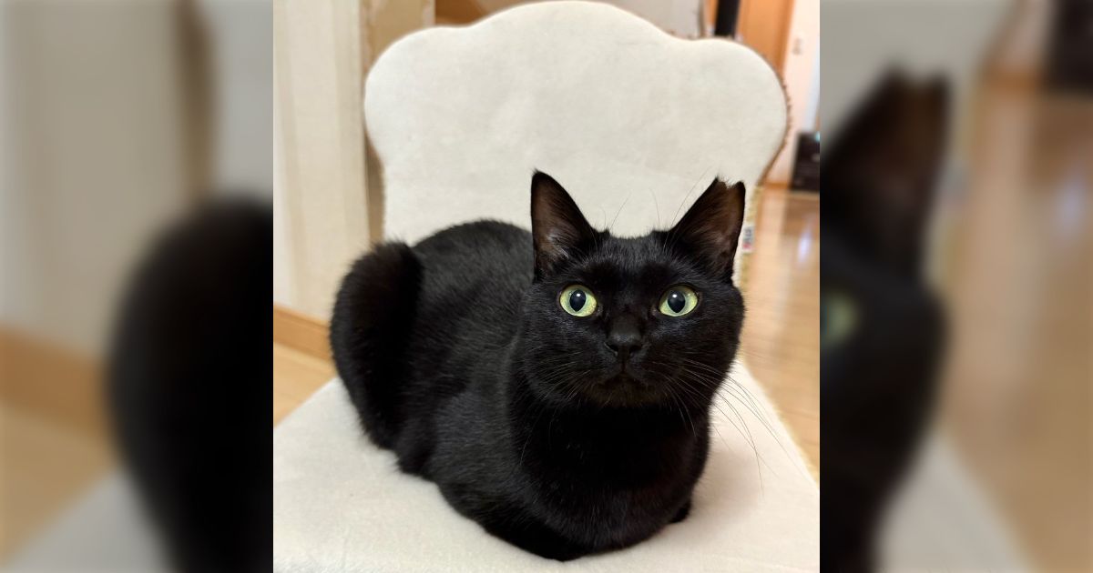 TVに出てた光吸収率100%の素材を目指す黒の専門家、飼い猫の名前は