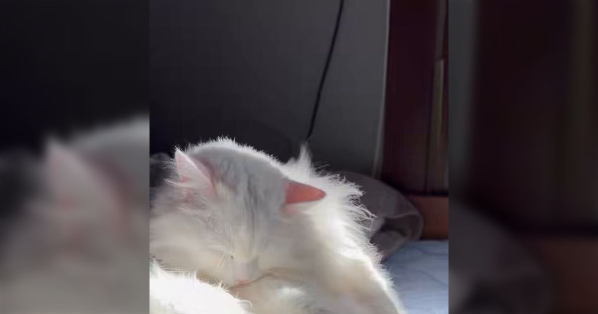 『長毛種の猫ってみんなこうなの？』毛づくろいで舌に絡まった毛を取るためにのけぞったら、勢い余ってひっくり返る動画「だから手伝ってます！」
