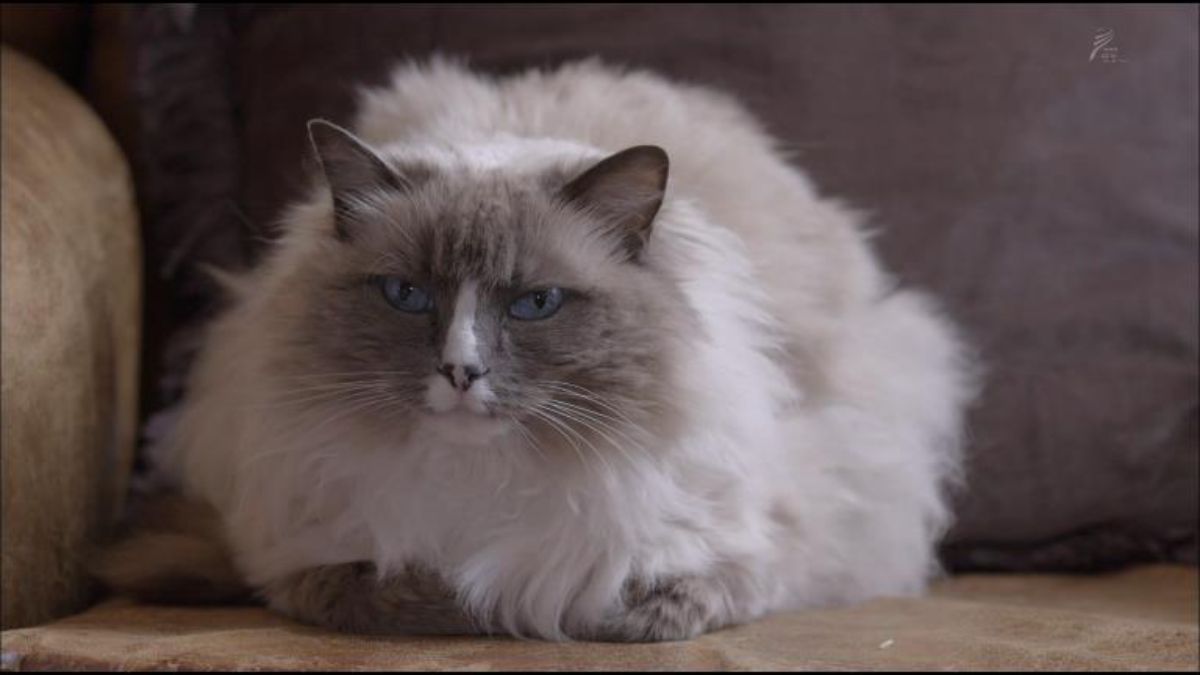 ねこ猫☆消せるペン☆ハチワレ ねこ猫☆消せるペン☆ハチワレ