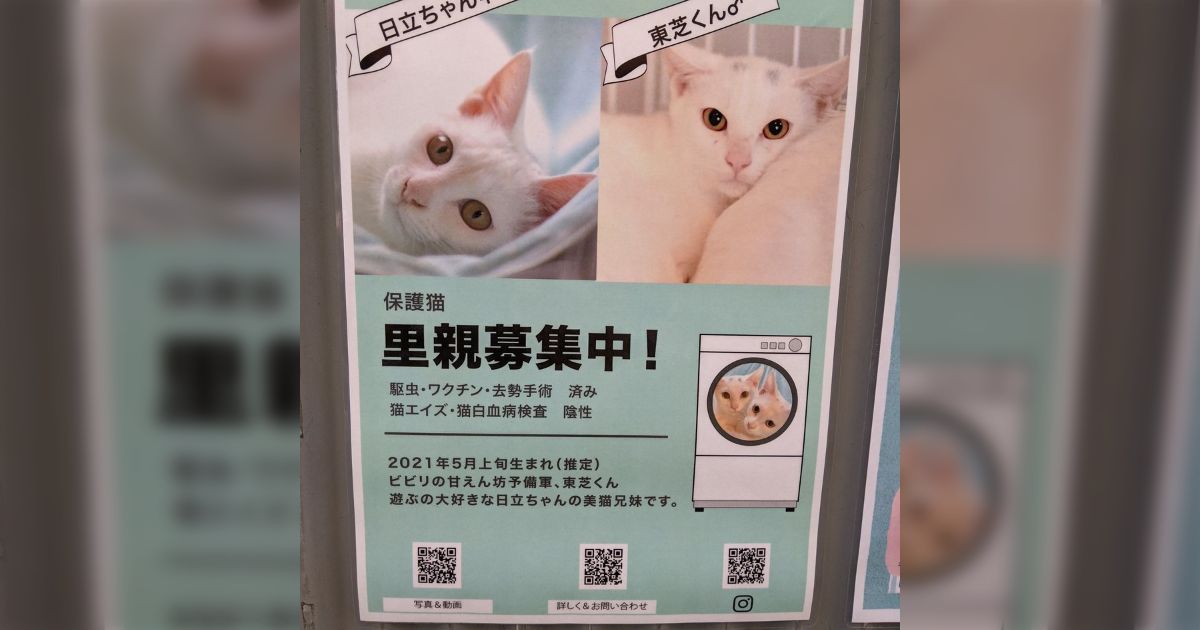 街角で見かけた保護猫の貼り紙、名前が…「募集元の人の“業”を感じる」「ああ、白物だからかな…」 - Togetter [トゥギャッター]