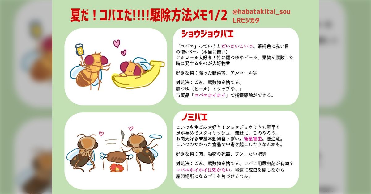 コバエに必ずコバエホイホイが効くと思うなよ…？「コバエ」と呼ばれる 