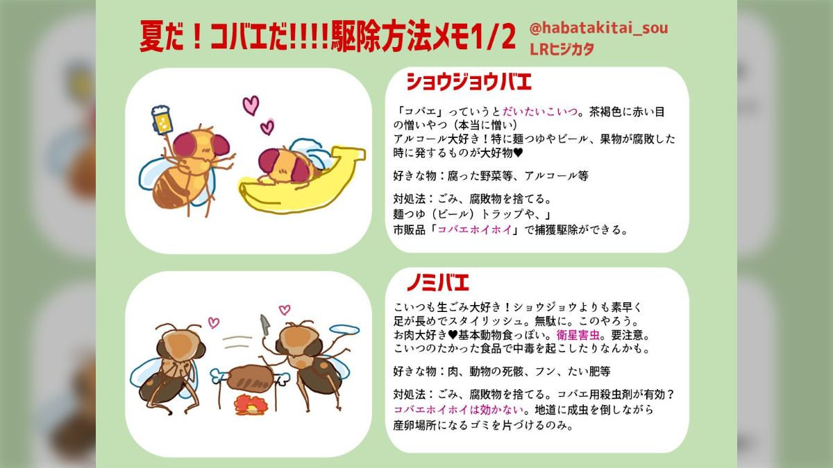 コバエ が ホイホイ 効果