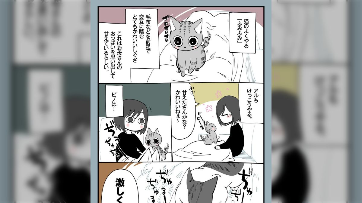 保護猫さんが毛布をふみふみしながら激しくちゅーちゅーする理由が切なくてもう「朝から全俺が号泣」 - Togetter [トゥギャッター]