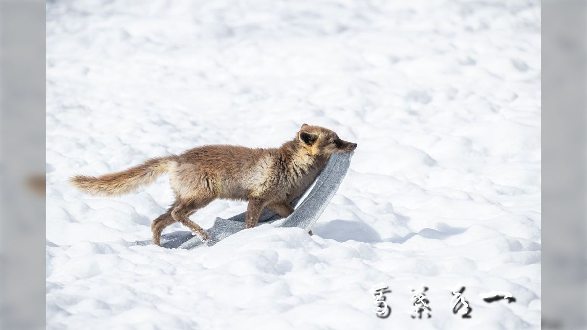 めもるか | 秋は一瞬 ＊ ＊ ＊ #キタキツネ #redfox