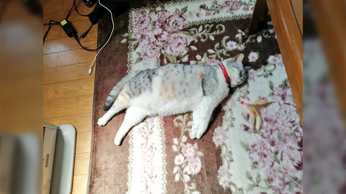 【ポイント10倍】 ホットカーペットに負けた猫が放心状態で床に落ちてる「おもちゃ イラスト